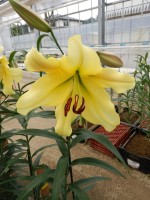 [5209 Golden Power 18 ST No01.JPG]